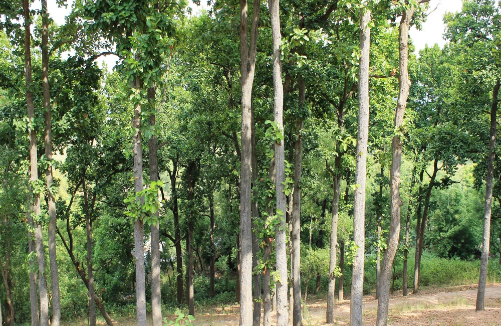 Phuldungri Hill — tourist attraction near Ghatshila, Jharkhand